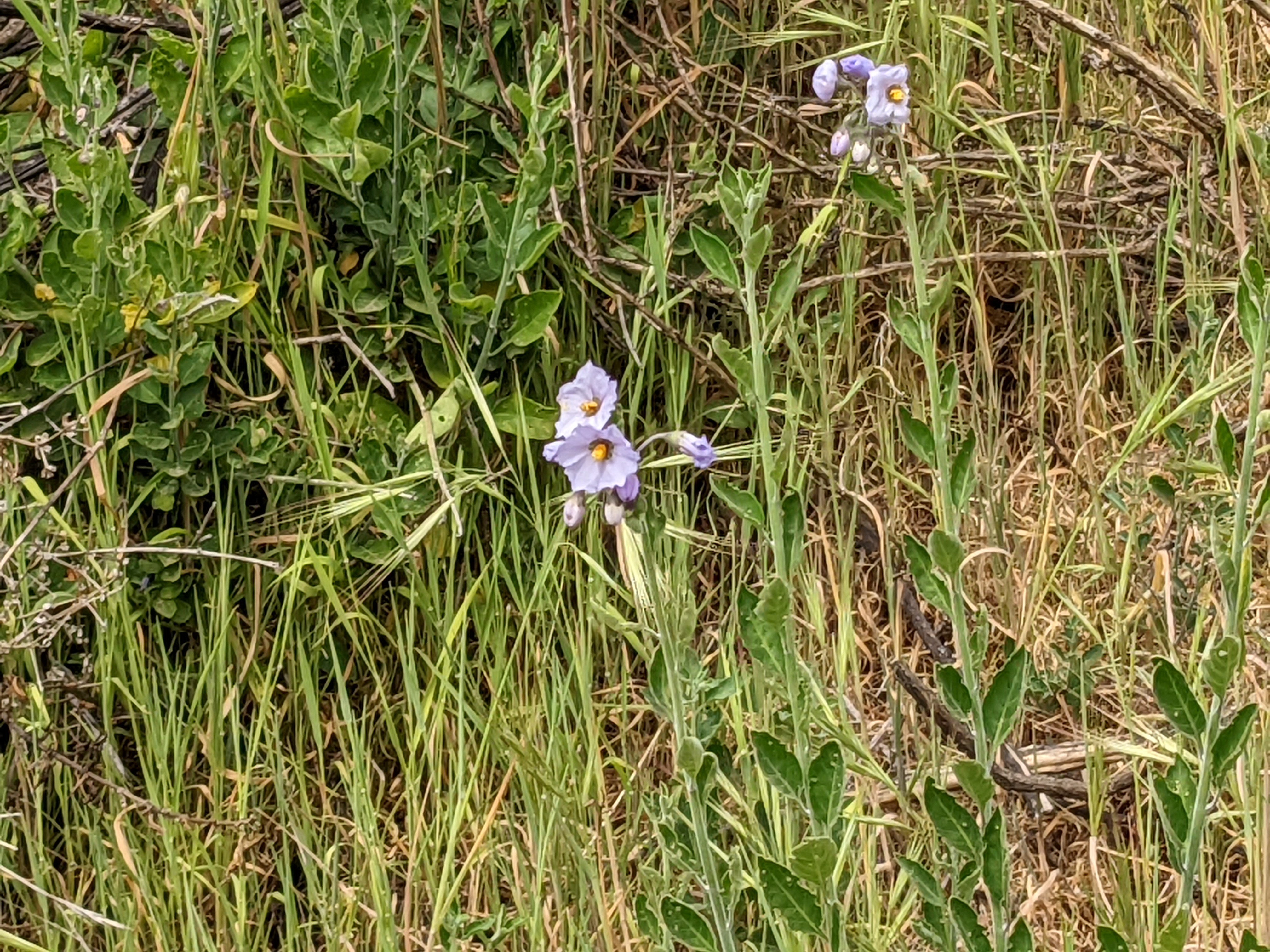 Native "blue witch" wildflower